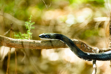 Black Snake