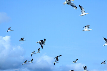 Gaivotas voando no céu