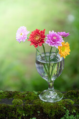 beautiful chrysanthemum flowers in wine glass with green moss background