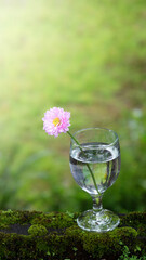 beautiful chrysanthemum flowers in wine glass with green moss background