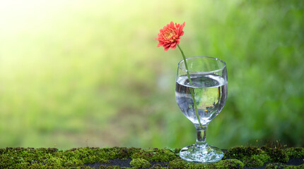 beautiful chrysanthemum flowers in wine glass with green moss background