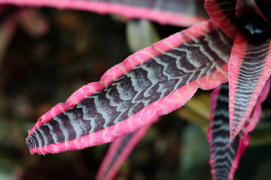  A Closer View of Cryptanthus 'Elaine'