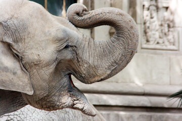 Elefante levanta su trompa alegremente