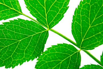 green fresh leaves in macro approximation, the concept of nature and naturalness, natural background, spring and summer theme, ecology and flora