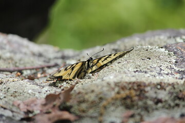 Female Swallowtail Butterfly Preparing for Flight