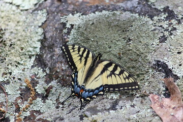 Female Swallowtail Butterfly on Lichen-Covered Stones
