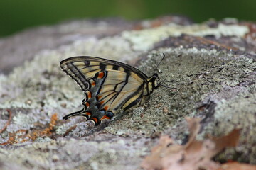 Fototapeta na wymiar Female Swallowtail Butterfly, Side View