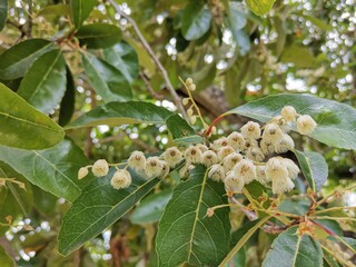 White flowers in the middle, yellow flowers in full bloom.