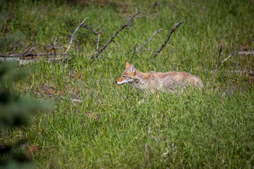 Coyote in Jasper Alberta