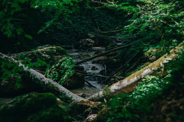 Brocken trees in the forest