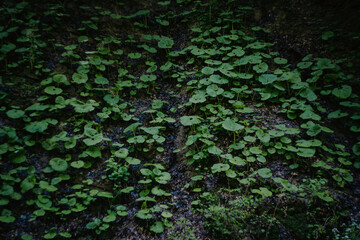 green moss on the wall