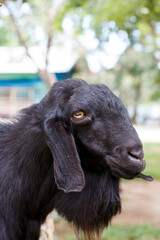 Fototapeta premium A close up of a goat in a goat farm