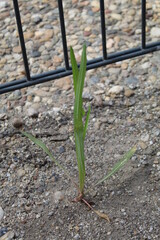 Green plant grows from a stone path in front of a fence