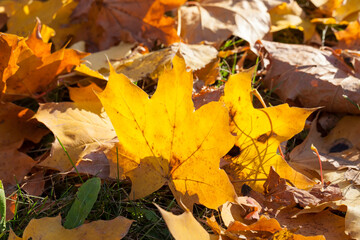 autumn yellow foliage