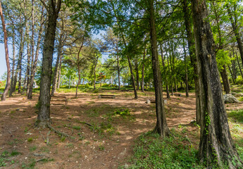 Park benches under trees