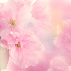 almond tree pink flowers