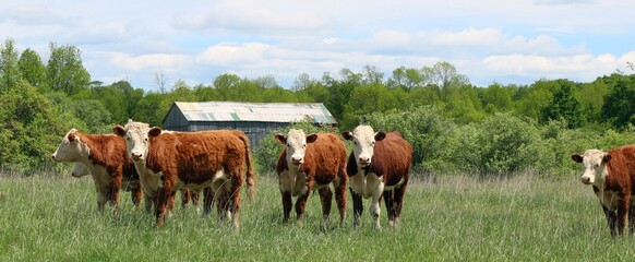 Herd of young Hereford steers in the pasture field 