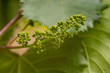 close up of young green grape leaves, grape blossom, grapevine bud in natural sunlight 