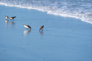 Sanderlings in the Surf