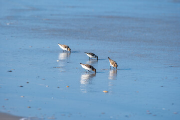 Sandlings Feeding in Water