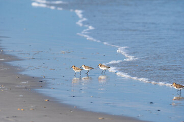 Sanderlings Running in the Surf