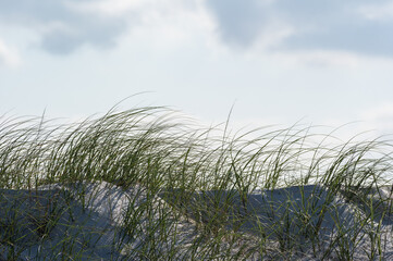 Fototapeta premium Sand Dune Island Grass