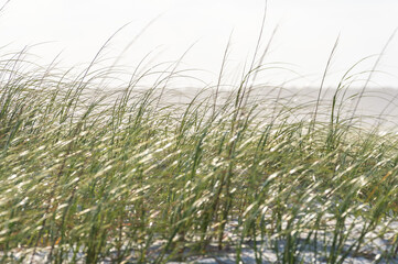 Dune Grass