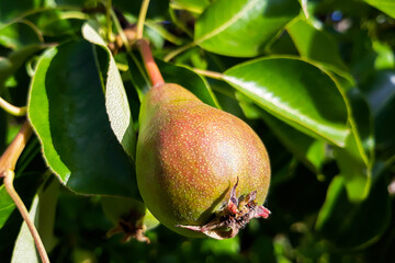 Ripe pears on tree branches in green leaves