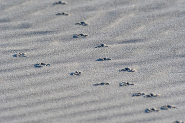 Bird Tracks in the Sand