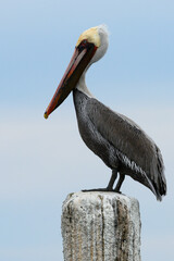 Beautiful male Peruvian Peliccan with long beak and black gular skin perched on white pole in Baja California in Mexico