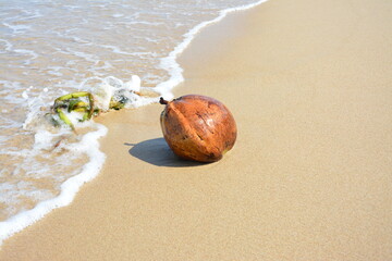 Fototapeta na wymiar Brown Coconut and sea weed on the sand beach