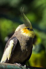 Beautiful small parrot known as Cockatoo from the Psittaciformes family gazing in the sky covered with yellow feathers