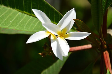 Egg flower blossoms with long petals in sunny day