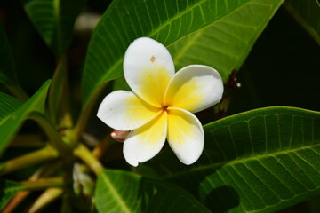 Fototapeta na wymiar White egg flower with ellipse petals in sunny summer day