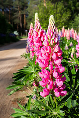 Obraz premium Beautiful pink and purple wild flowers delphinium
