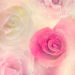 Pink white and red Roses close up for background