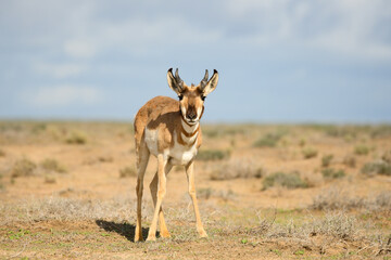 Naklejka premium Berrendo is an even-toed antelope that lives in North America, Asia and Africa but it is an extinct and endangered species also known as Pronghorn