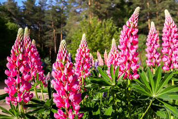 Obraz premium Beautiful pink and purple wild flowers delphinium