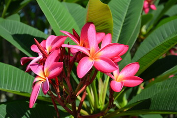 Red egg flower blossom in sunny day