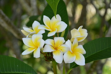 Group white and yellow egg flowers blossoms in summer