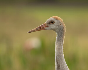 Fototapeta premium Juvenile Florida Sandhill Crane, profile and portrait