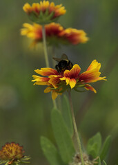 Sexy Petals, tiny bee on a small blanket flower on a breezy morning
