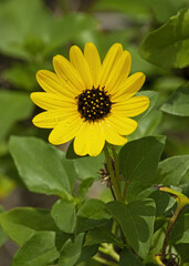 Osprey, Florida adorned with floral sunshine after the rain storm