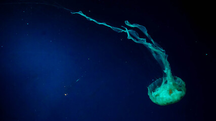 Various colors of jellyfish in a giant aquarium.