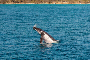 Fototapeta premium Humpback Whales off the coast of Australia