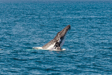 Fototapeta premium Humpback Whales off the coast of Australia