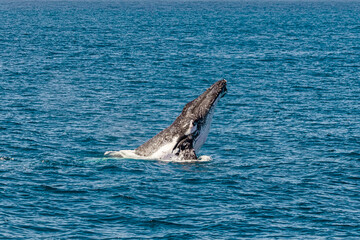 Humpback Whales off the coast of Australia