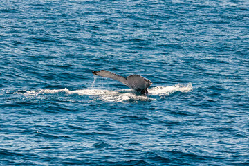 Fototapeta premium Humpback Whales off the coast of Australia