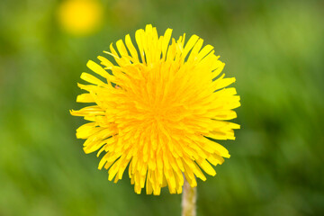 yellow beautiful dandelions