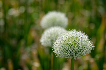 dandelion seed head